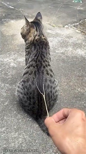 嘿！跟我一起开往快乐的喵喵星球吧！#cat #喵哥是萌新 #cute #cutecat #petshorts #petshub #pets #funny #哈基米 #kitten #catlove