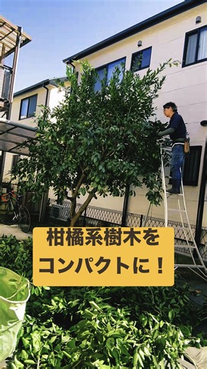 埼玉の植木屋さん【富士見グリーンちゃんねる】柑橘系樹木をコンパクトにお手入れします！#富士見グリーンガーデン #造園 #植木屋 #社員募集 #ガーデン #埼玉県 #富士見市