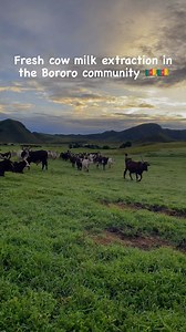 9.3K views · 15 reactions | This is how the bororos extract fresh cow...