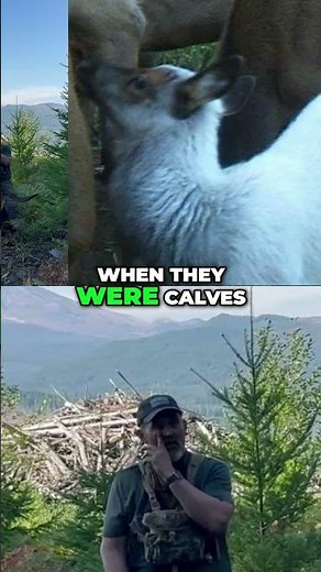 Rare White Elk: Incredible Photos on the Mountain! #shorts