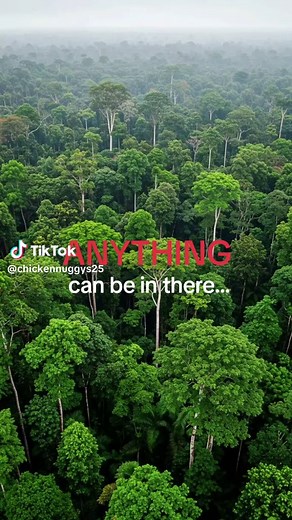 Amazon Rainforest: What's Hidden Inside?