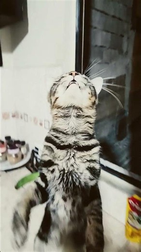 HOW TO FEED YOUR CAT