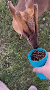 Muntjac deer have on their face two sets of scent glands; the preoribital which sit just in front of the eyes, and the frontal glands that sit on the forehead. These are used for marking territory and communication