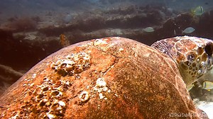 8.1K views · 466 reactions | Beautiful sights around Norman's wreck off Jupiter Island - Goliath grouper, loggerhead turtle, banded rudderfish and snook | Paul Dabill Photography | Facebook