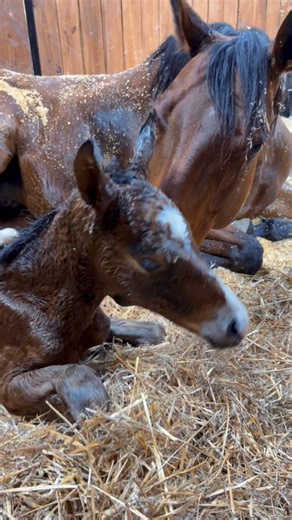 Bobbi knew what she wanted from a very young age😂🥹🐴💕 | Katie Van Slyke