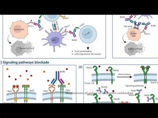Bispecific antibodies: advancing precision oncology | Vertex Biopharm Consulting