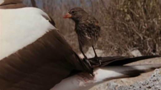 Vampire Finches Feast on the Blood of Other Birds