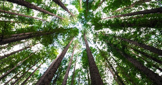 Geotropism: What Makes Plants Grow Up and Roots Grow Down?