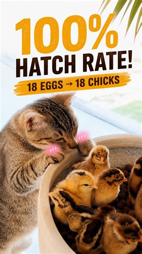 100% Hatch Rate! 18 Eggs, 18 Chicks | Real Incubation Results 🐣