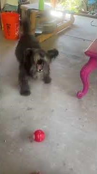 Best Interactive Dog Toy 2025 | Keeps Your Pup Happy & Busy!