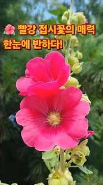 빨강색 접시꽃이 전하는 아름다운 꽃말 | 정열과 사랑의 상징