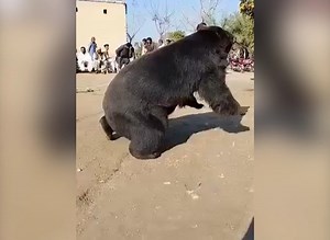TRIGGER WARNING: A video of bear-baiting making the rounds on Pakistani Twitter has left netizens appalled by the 'gruesome spectacle'. In the video, uploaded on January 17 by a Twitter user who goes by the handle @IRehmanK1, a black bear can be seen tied to a peg while two dogs are set loose on it. The #animals then mercilessly maul each other while people stand around in a circle to enjoy the bloody spectacle. Black bears are often kept in illegal captivity and used for the blood sport, with t