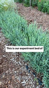 25K views · 478 reactions | Spring 2023, Cool Flowers garden....