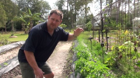 How To Make A Strong Tomato Trellis