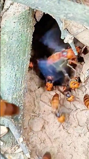 Thousands of Hornets Burst Out of This Giant Nest… Pure Chaos 😱🐝 #Shorts #shortsfeed #shortvideo