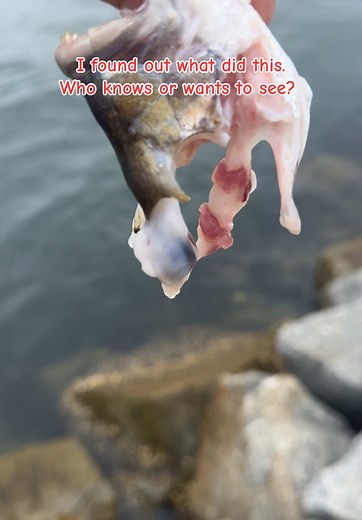 Epic New Fishing Series Free to Watch Now