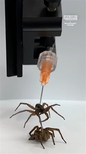 Dead spiders gain new life as necrobotic grippers thanks to these rice university engineers. 🎥 lukas_m_ziegler on / X | Crafty Engineer