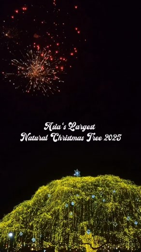 𝑹𝒐𝒐𝒑𝒆𝒔𝒉 𝑮𝒊𝒓𝒊𝒔𝒉 on Instagram: "Asia's Largest Natural Christmas Tree 2025 - Kochi . This time with KBFC.💛 . Repost not allowed . [ #Heartofkochi , yellowmellow , Christmas tree, Fortkochi ,treelighting, 2025, Veliground ]"