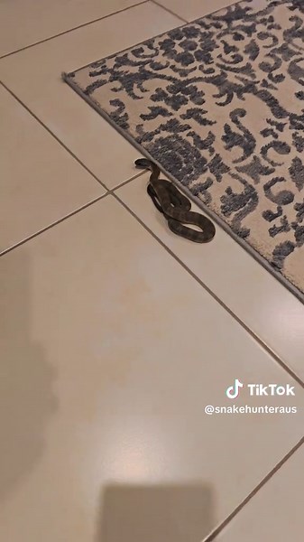 Tiger Snake Encounter on Christmas Night