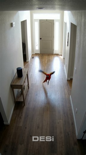 DESi Utopic Smart locks now Compatible with Alexa #home #smartlock #alexa