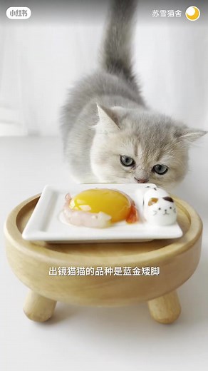 Can Cats Eat Shrimp? Exploring Feline Diets with Shrimp Treats