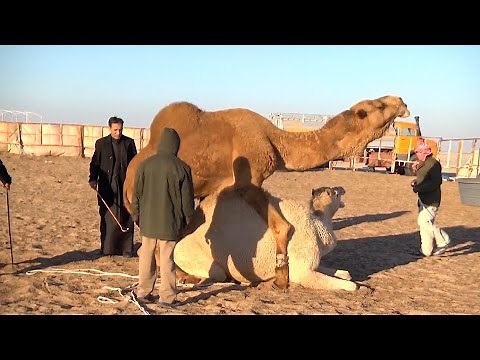 El camello, animal de compañía kuwaití