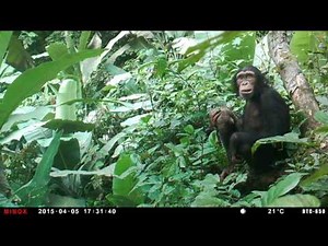 Chimp eating meat - caught on camera with a MINOX DTC 650