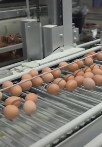 Have you ever seen how a fully automatic layer chicken house works? Do you know how many chickens can be accommodated in a fully automatic chicken house? WhatsApp: 86-15537179350 E-mail: ends97@zzlivi.com | LIVI poultry farming equipment