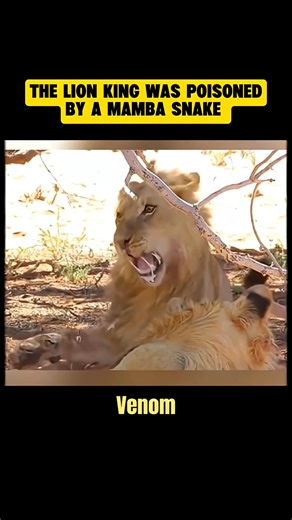 122K views · 897 reactions | LION KILLED IN SECONDS!  The Deadly Mamba Snake's VENOM Turns King of Jungle to PREY! #wildlife | Amazing Interesting Facts | Facebook