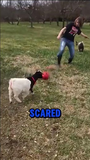 Why Do Goats Faint Like THIS?! 😱🐐 (It’s Not What You Think)