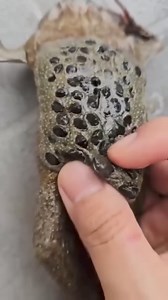 Watch as we uncover a bizarre substance that oozes out when squeezed! 😱 What could this strange material be? Join us in our quest to identify this mysterious discovery. 🔍🤔 #WhatIsIt | Gavin Gordon