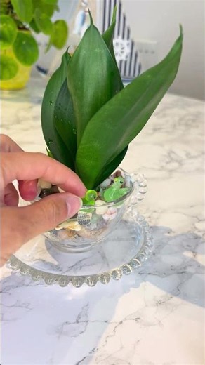 Easy indoor water plants