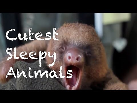 Cutest Sleepy Animals Compilation