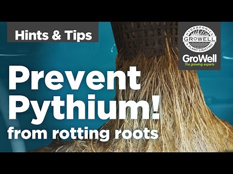 Preventing Pythium | Hints & Tips