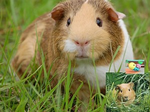Guinea Pig