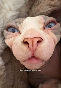 Sphynx Cat Theory: Are Hairless Cats Actually Aliens?
