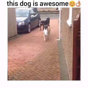 31K views · 2.1K reactions | How awesome is this?! <3 :D Credit: ViralHog | Pug Journal | Facebook