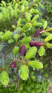 This week’s #HortReport feautures a pop of color from our Picea abies ‘Acrocona’— a Norway spruce known for its vibrant hot pink cones. Look for this tree in the Conifer Garden!🌲💖 Cones protect and eventually release seeds, helping the spruce complete its life cycle. These bright cones will mature into the classic brown we all recognize, so catch them while they’re pink! Powell Gardens is celebrating Conifer Tips now through May 11. 🥰 | Powell Gardens