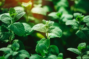 4 delicious and beneficial uses for peppermint and why you should grow it