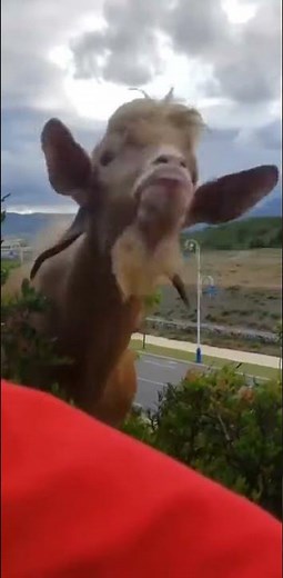 Goat - funny video - blblblbl