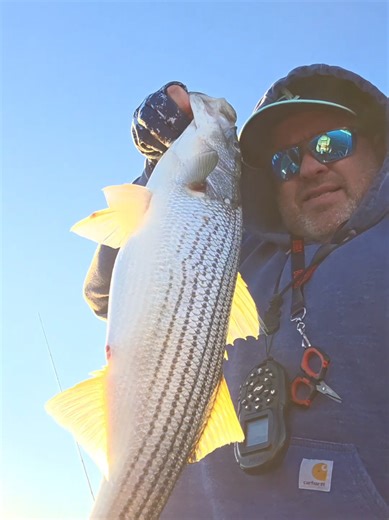 I have openings available for striper fishing on Norfork Lake. #norforkoutdoors #norforklake #Arkansas #ozarks