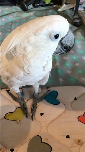 Cockatoo takes his generous helping of Cheerios to his man cave