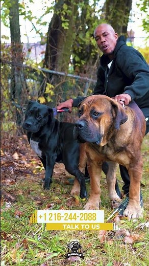 The Commanders of the Boerboel Breed #boerboel #boerboelbreeders #protectiondogs