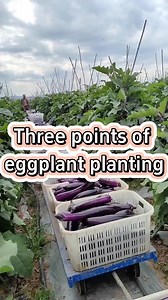 #garden #gardening #planting #plant #plants #gardeningtips #farming #vegetablegarden #gardentools | Planting Fever