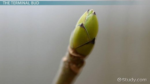 Terminal Bud | Definition, Types & Function