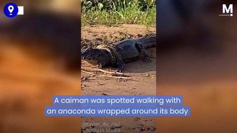 Caiman walks calmly with anaconda wrapped around its body