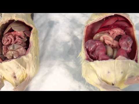 Reproductive Rat Anatomy Kit