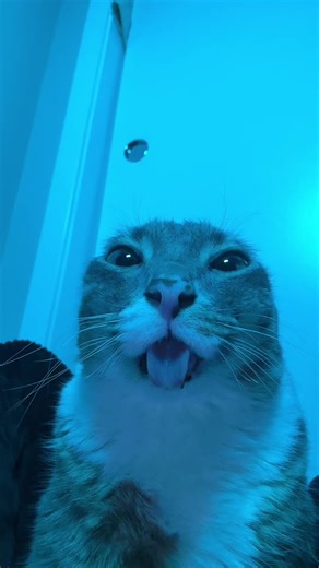 The Hilarious Way Rigs Walk