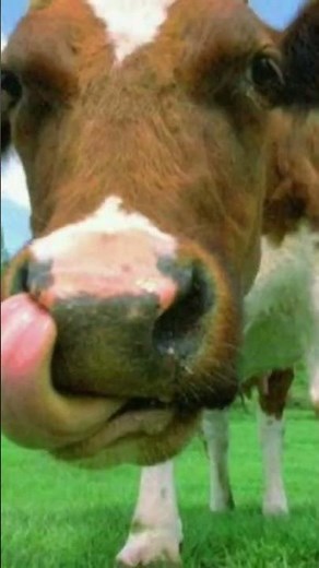 pictures videos ambient cows realistic sound effect of cow mooing video sounds effects animal