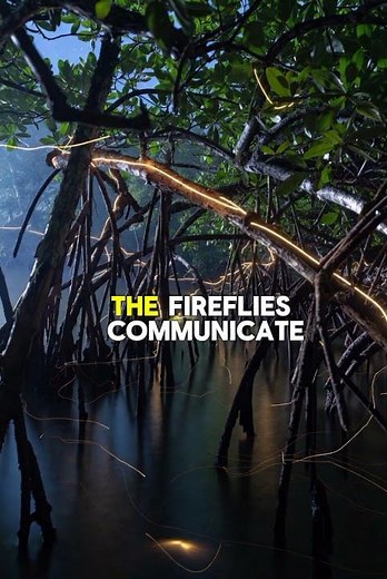 Firefly Trees of Malaysia ✨ | The Forest That Lights Up at Night (Real) l TravelTally